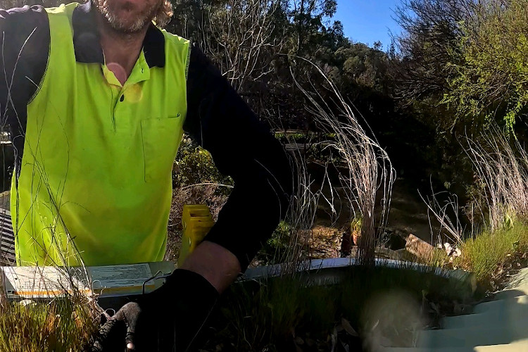 
ulladulla gutters transformed into a green paradise, cleaner geared up.