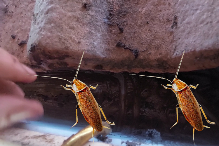 a ulladulla gutter cleaning company is putting their hands inside of a cockroach-infested gutter.