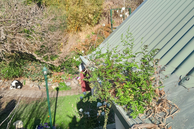 
Abundant vegetation emerges from a gutter guard in ulladulla, signifying the need for cleaning.