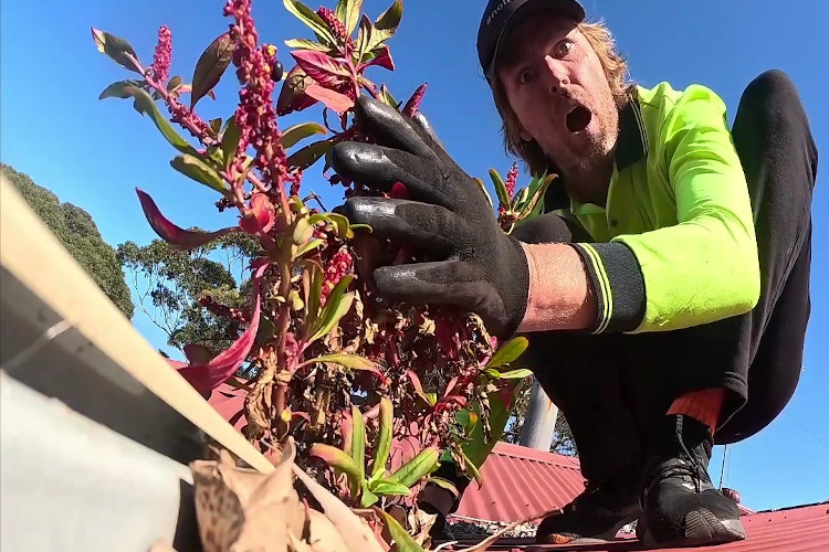 the final gutter cleaning image on this ulladulla page .