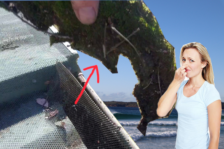 
Local Woman Responds to Moss Removal Odor by ulladulla Gutter Cleaning Service Under Gutter Guard